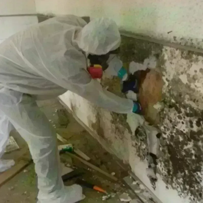 Mold Remediation and Removal in Anson County, NC